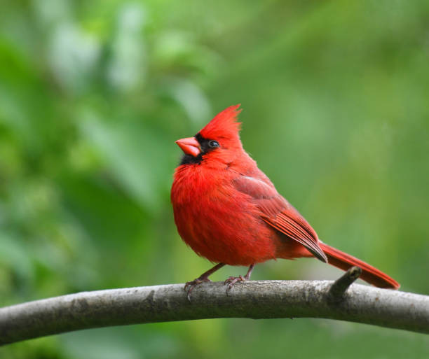 istock red cardinals standing on the spring green tree branch 1925649866