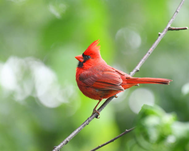 istock red cardinals standing on the spring green tree branch 1925649872