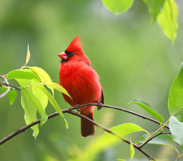 istock red cardinals standing on the spring green tree branch 1925649877