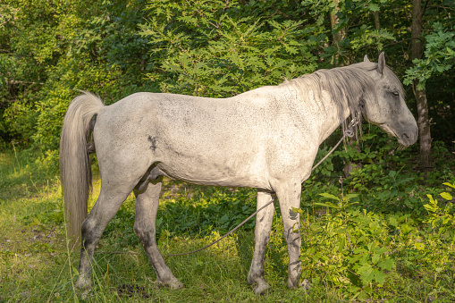 A horse stands in tall grass, long mane, a horse gallops, a horse stands in tall grass at sunset, yellow-green background