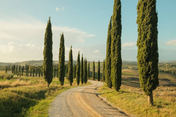 istock Scenic views of Tuscany 1925653856