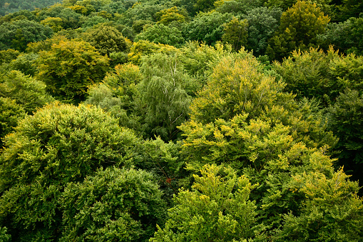 Drone view from above of a large lush forest with green treetops. View in perspective