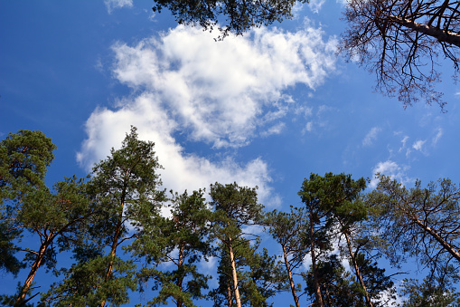 Bottom view of tall pine trees against a bright blue sky with white clouds. Natural background of forests