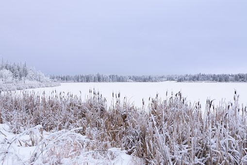 Frozen lake covered with snow among the wood and reeds in hoarfrost in cold silent winter day.