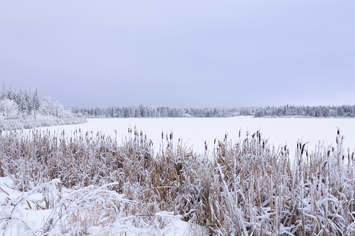 Lake in Winter Morning and Snow