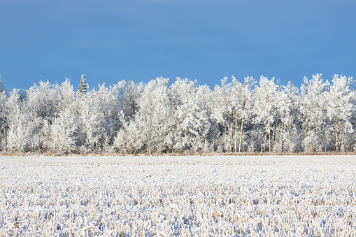 Idyllic winter scene in prairies - field cowered with white snow, row of trees with hoarfrost and a blue sky.