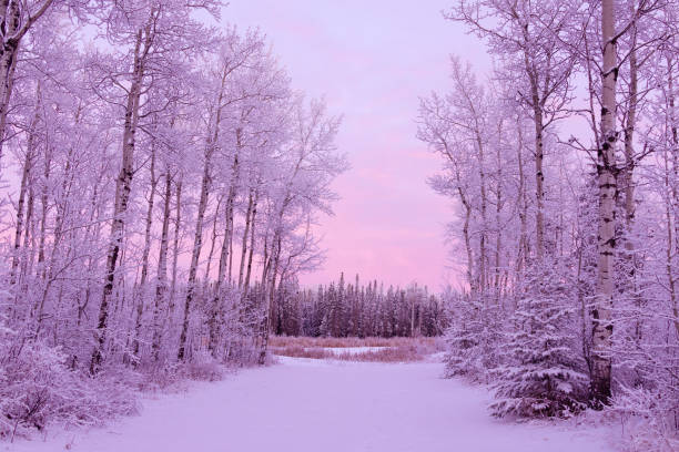 Beautiful pink morning in the country - serene snowy trail in the forest in hoarfrost.