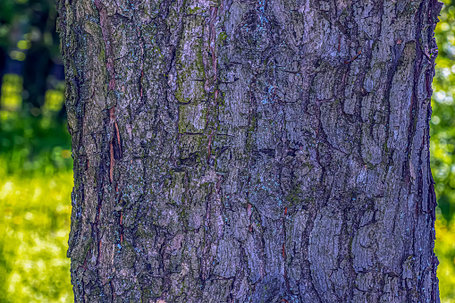 Bark texture of Field Maple or Acer campestre. Natural leather nature background.