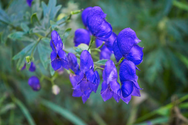 Close-up of a vibrant purple monkshood flower in bloom, captured in soft natural light. The delicate petals and blurred background create a gentle and elegant composition that showcases the plant’s unique shape and rich color.