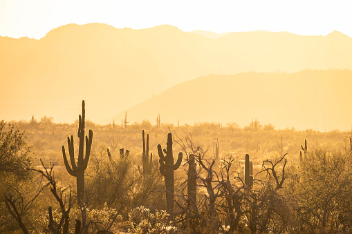 Saguaro cacti basking in the warm golden light of sunset in the Sonoran Desert of Arizona.