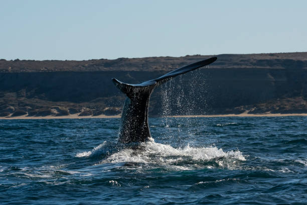 istock Sohutern right whale tail,Peninsula Valdes, Chubut, Patagonia,Argentina 1925719002