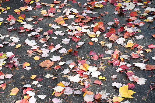 Fallen leaves on the asphalt path through the woods.