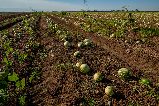 Watermelons, ready for picking.