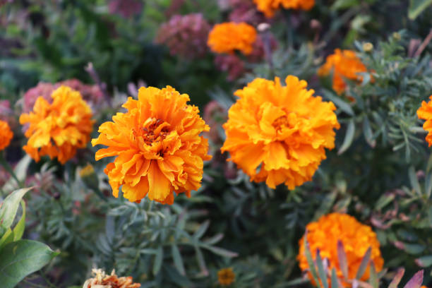istock Orange delicate flowers background. Floral wallpaper 1925744664