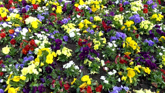 A colourful selection of pansies in a garden bed