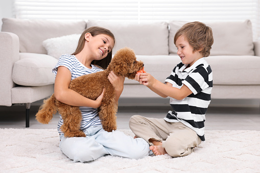 Little children playing with cute puppy on carpet at home. Lovely pet
