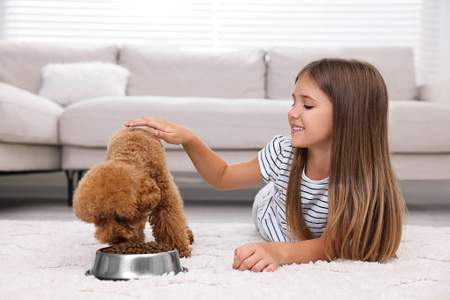 Little child feeding cute puppy on carpet at home. Lovely pet