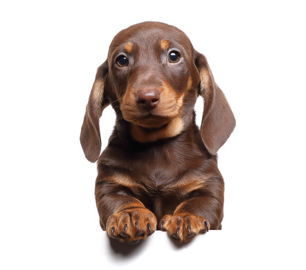 Dachshund Puppy and White Banner