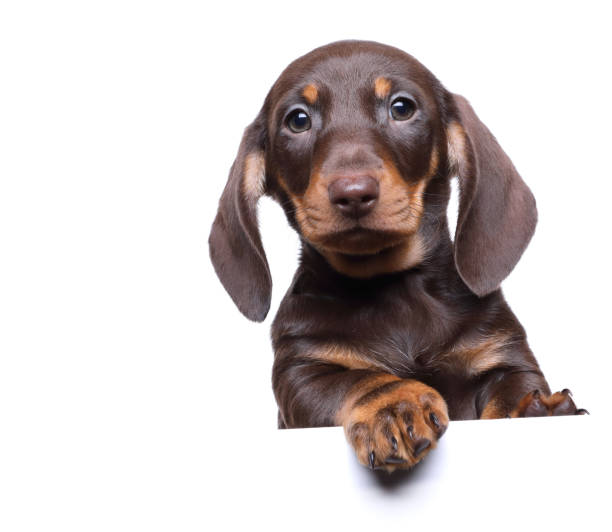 istock Dachshund Puppy and White Banner 1925803067