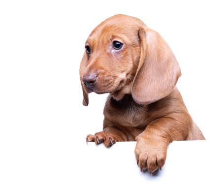 Dachshund Puppy and White Banner