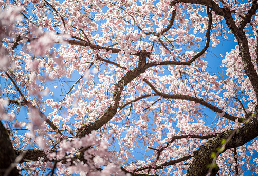 A peach orchard is filled with blooms in spring after a light pruning.