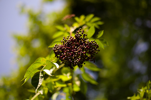 An elderberry bush fruits richly in the late summertime