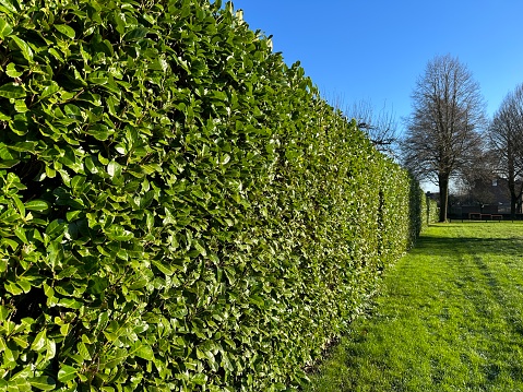 Cherry Laurel is ideal as a privacy screen or to reduce noise and wind. Its adaptability and striking appearance make Cherry Laurel one of the most popular types of Laurel