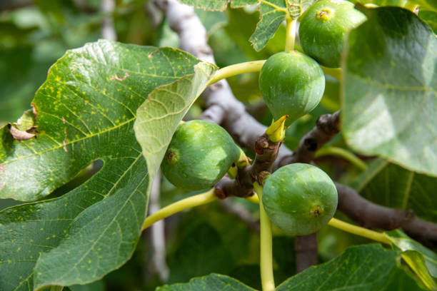 istock Young Figs on the Branch: Fresh Fruit and Green Foliage 1925849603
