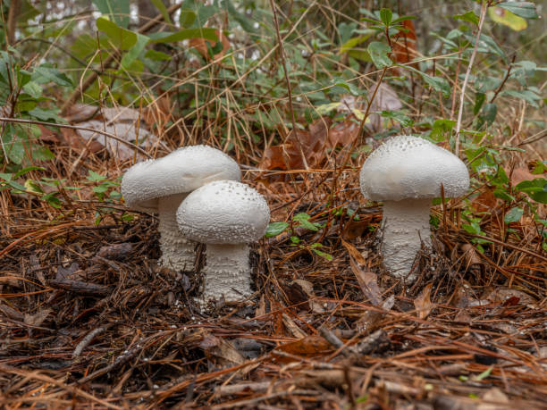 istock Close up view of Large Mushrooms on a forest floor. 1925870005