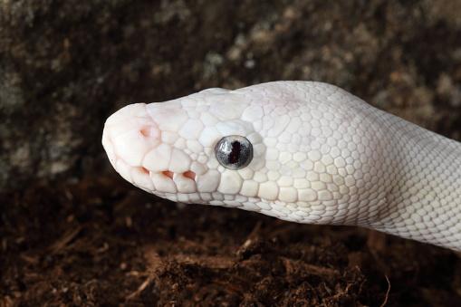 Blue Eyed Leucistic Ball Python 3 Stock Photo - Download Image Now ...
