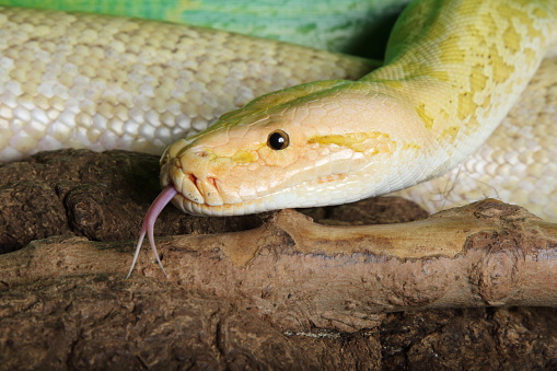 Coiled rattlesnake on white background.