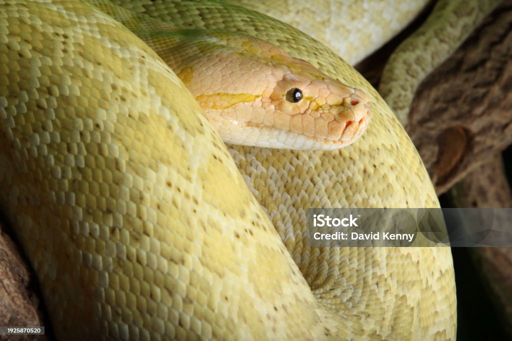 Bull Python Granite Granite Burmese Python Portrait Stock Photo - Download Image Now ...