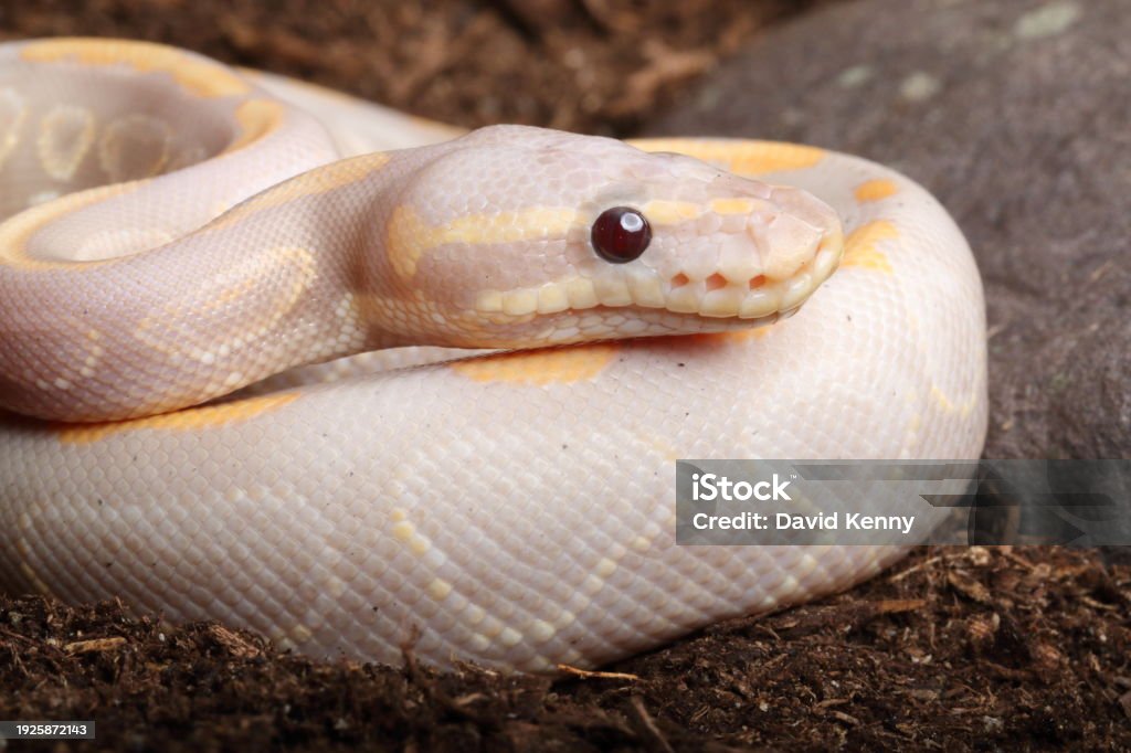 Image Morphing Python Ball Python Morph 3 Stock Photo - Download Image Now - Animal Body Part ...