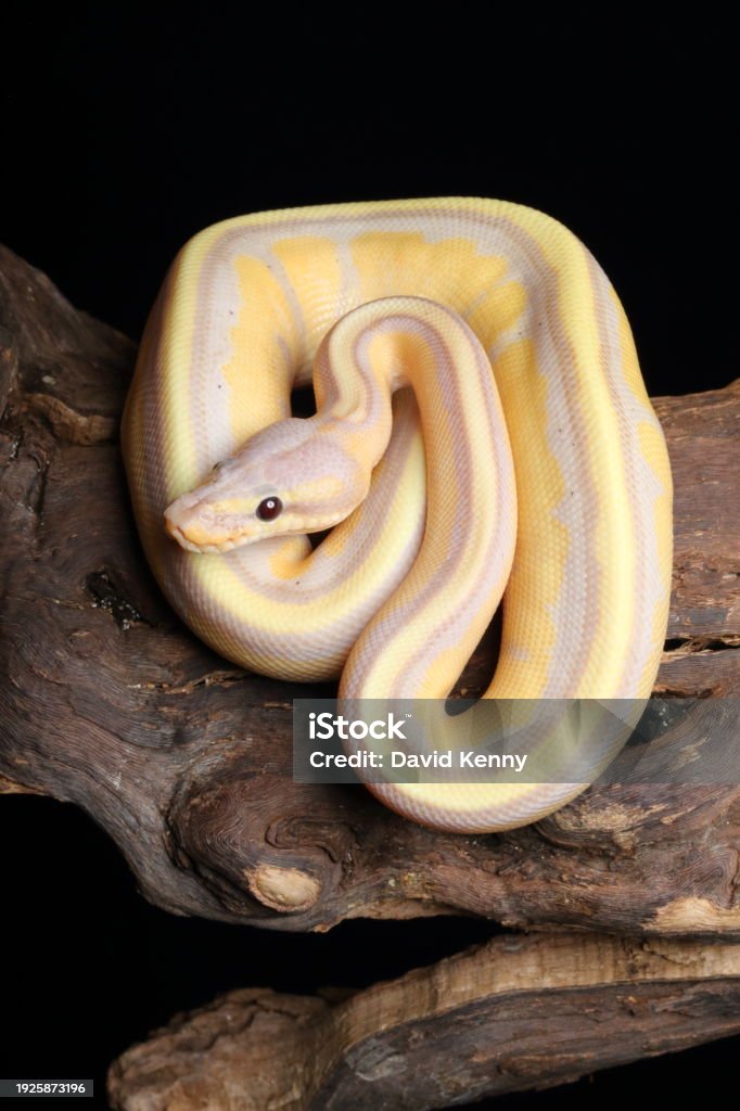 Ball Python Pody Ball Python Morph 13 Stock Photo - Download Image Now - Animal Body ...