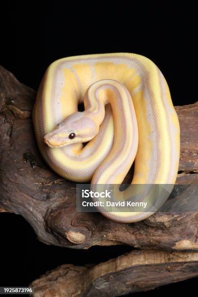 Ball Python Mirror Ball Python Morph 13 Stock Photo - Download Image Now - Animal Body ...