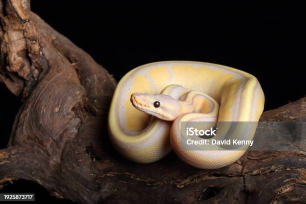 Image Morphing Python Ball Python Morph 12 Stock Photo - Download Image Now - Animal Body ...