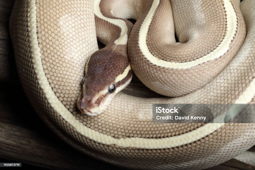 Ball Python Morph 16 Stock Photo - Download Image Now - Animal Body ...