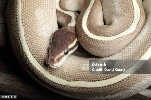 Ball Python Mirror Ball Python Morph 16 Stock Photo - Download Image Now - Animal Body ...