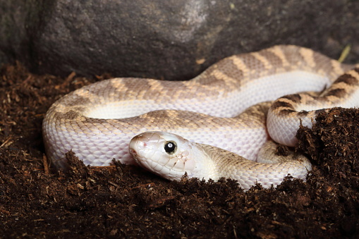 White Sided Bull Snake Portrait 1 - Captive