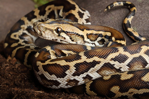 Pet Python on a Black Background