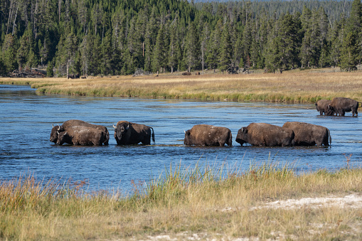 Beautiful landscape photograph of bison walking across Firehole River in Yellowstone National Park, Wyoming