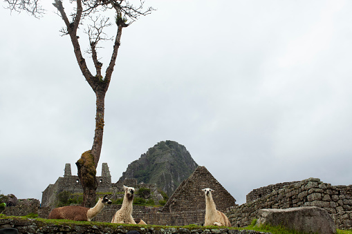Alpaca and Llama at Machu Picchu, Inca Village, Peru