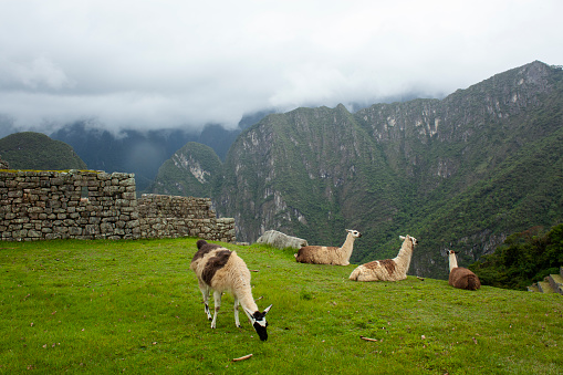 Alpaca and Llama at Machu Picchu, Inca Village, Peru
