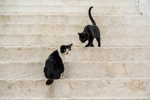 Contrast - black cat seats on a white marble stairs