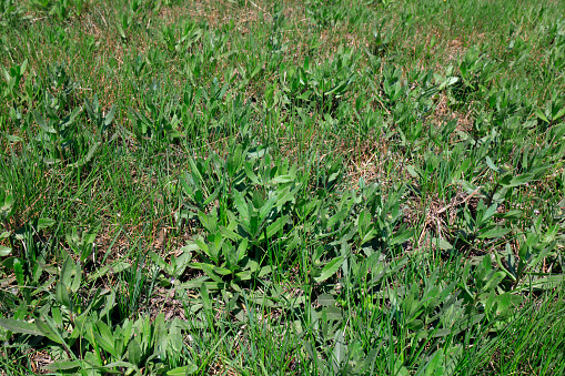 Cirsium japonicum, a Chinese herbal medicine