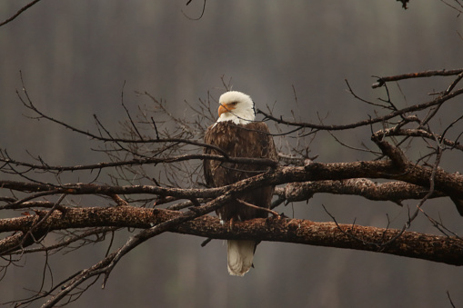 Bald Eagle perched in a tree