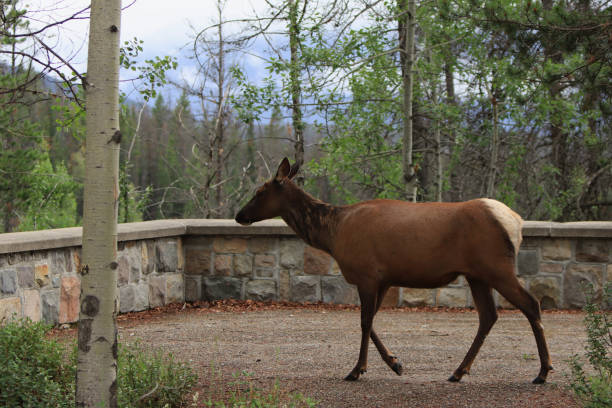 Female Elk Walking in Front of a Stone Wall