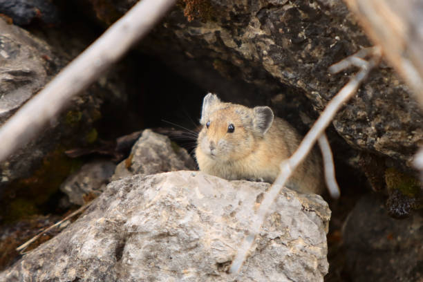 Landscape Pika Peaking Out of Rocks