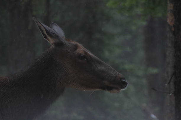 samica łosia na śniegu - canada moose winter snow zdjęcia i obrazy z banku zdjęć