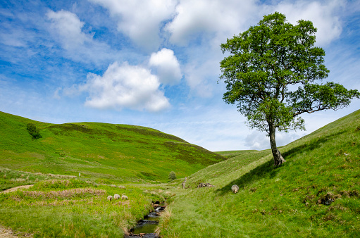 An image of the Derwent area in Derbyshire, capturing the quintessential English countryside with its rolling hills and verdant landscapes. Derwent is home to Howden Moor and the Derwent Reservoir, a centrepiece of this picturesque region.